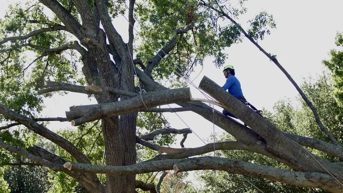 Professional Crown Thinning performed by certified arborists in Pinewood