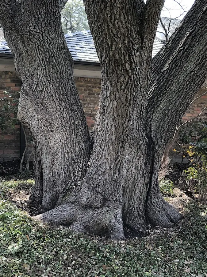 Mature heritage tree close to a Pinewood property cared for by certified arborists